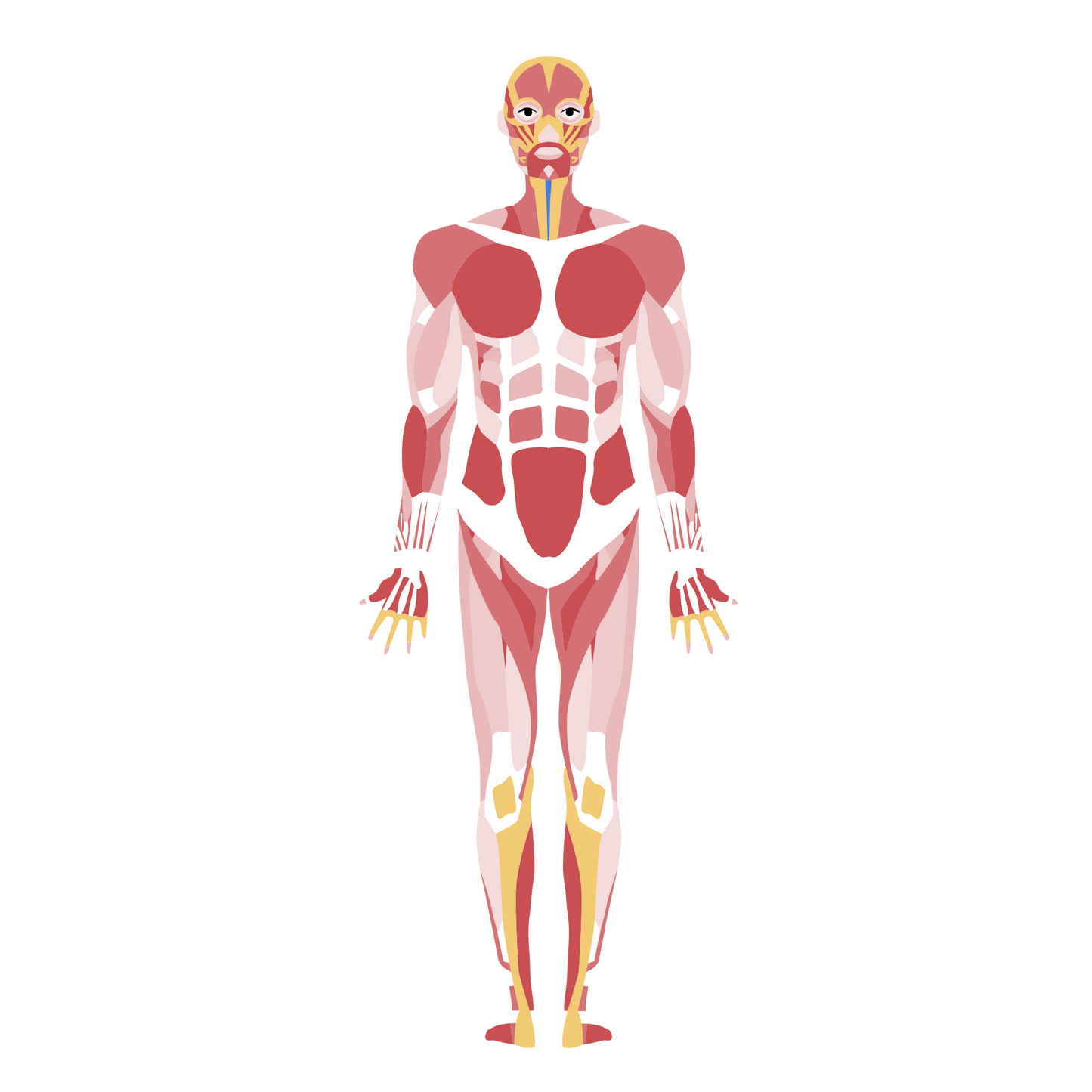 Anatomy Mastery Simplified
